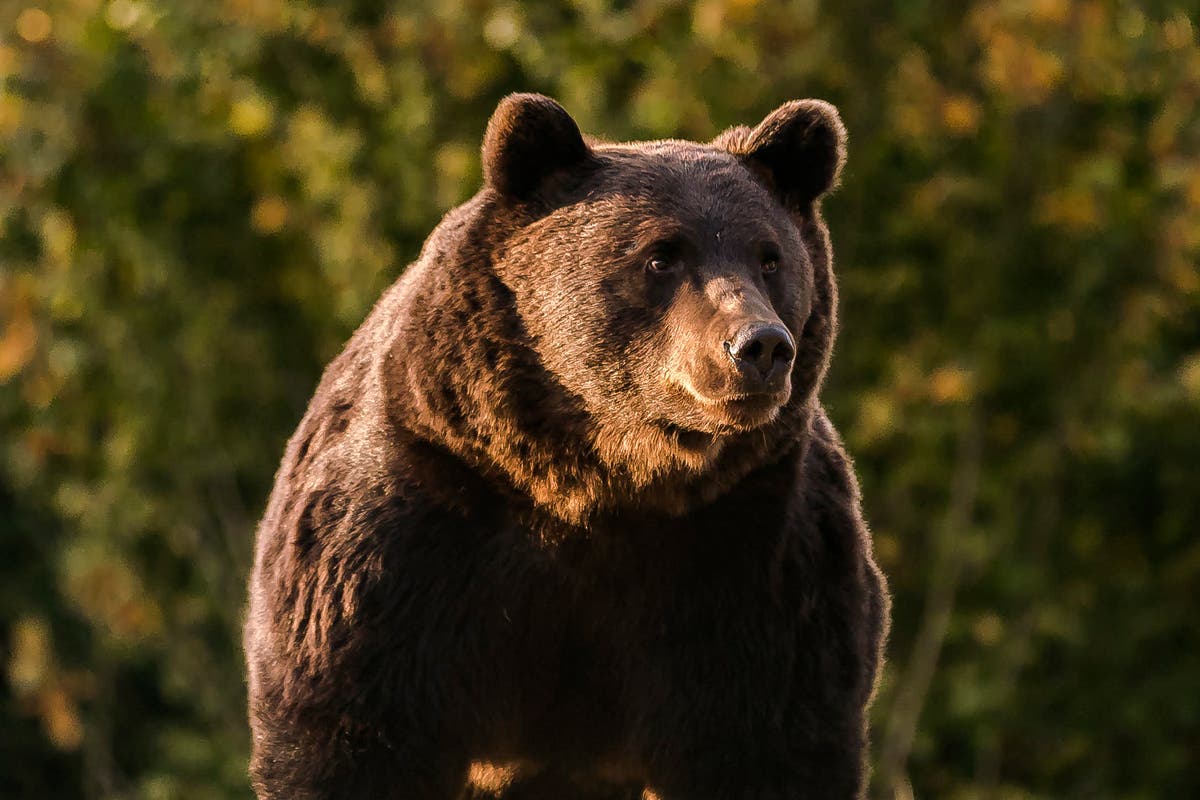 Romania investigates case of bear killed by Austrian prince