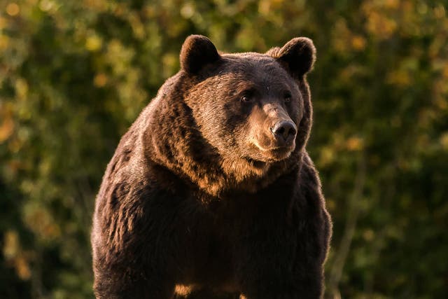 <p>The bear dragged the hiker from the path and threw her 120 meters into the valley</p>