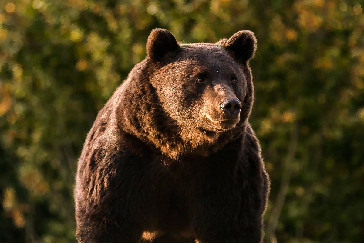 Teenager killed by bear while hiking picturesque route in Romania