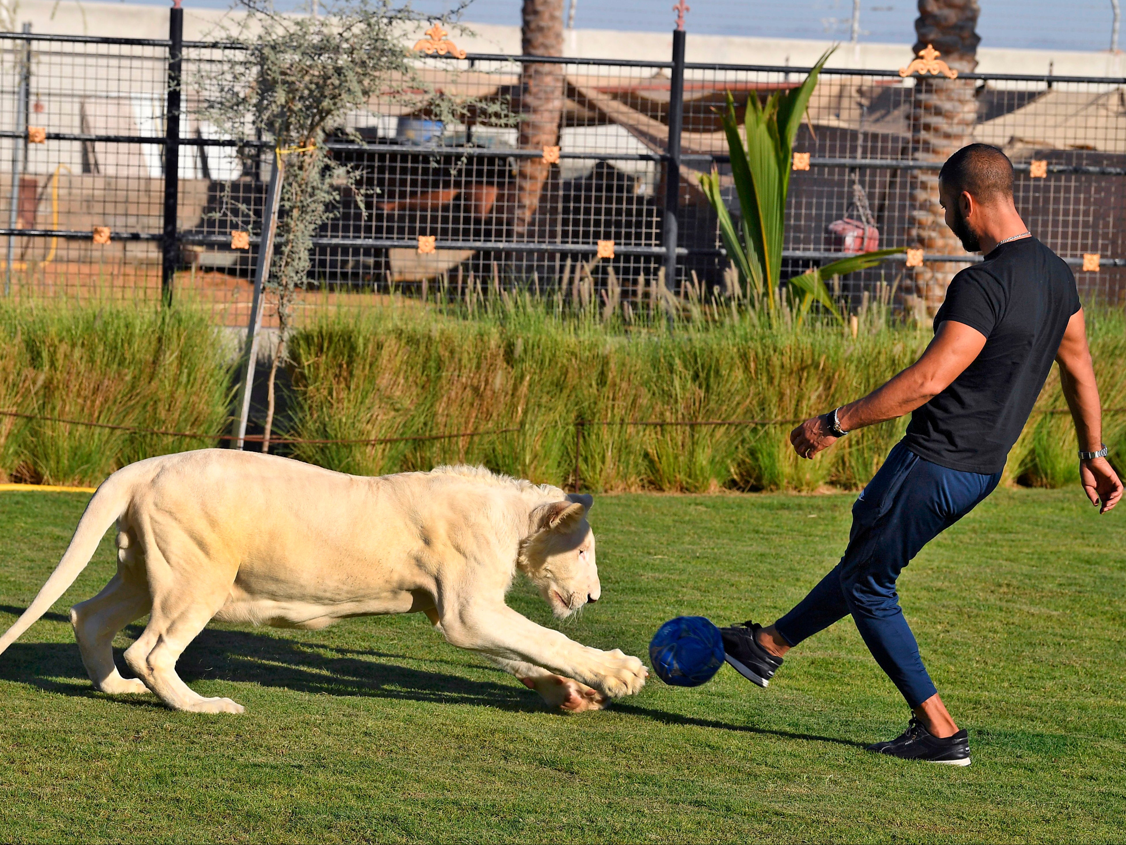 A trainer plays ball with a white lion at the Al-Buqaish private zoo in the Emirate of Sharjah