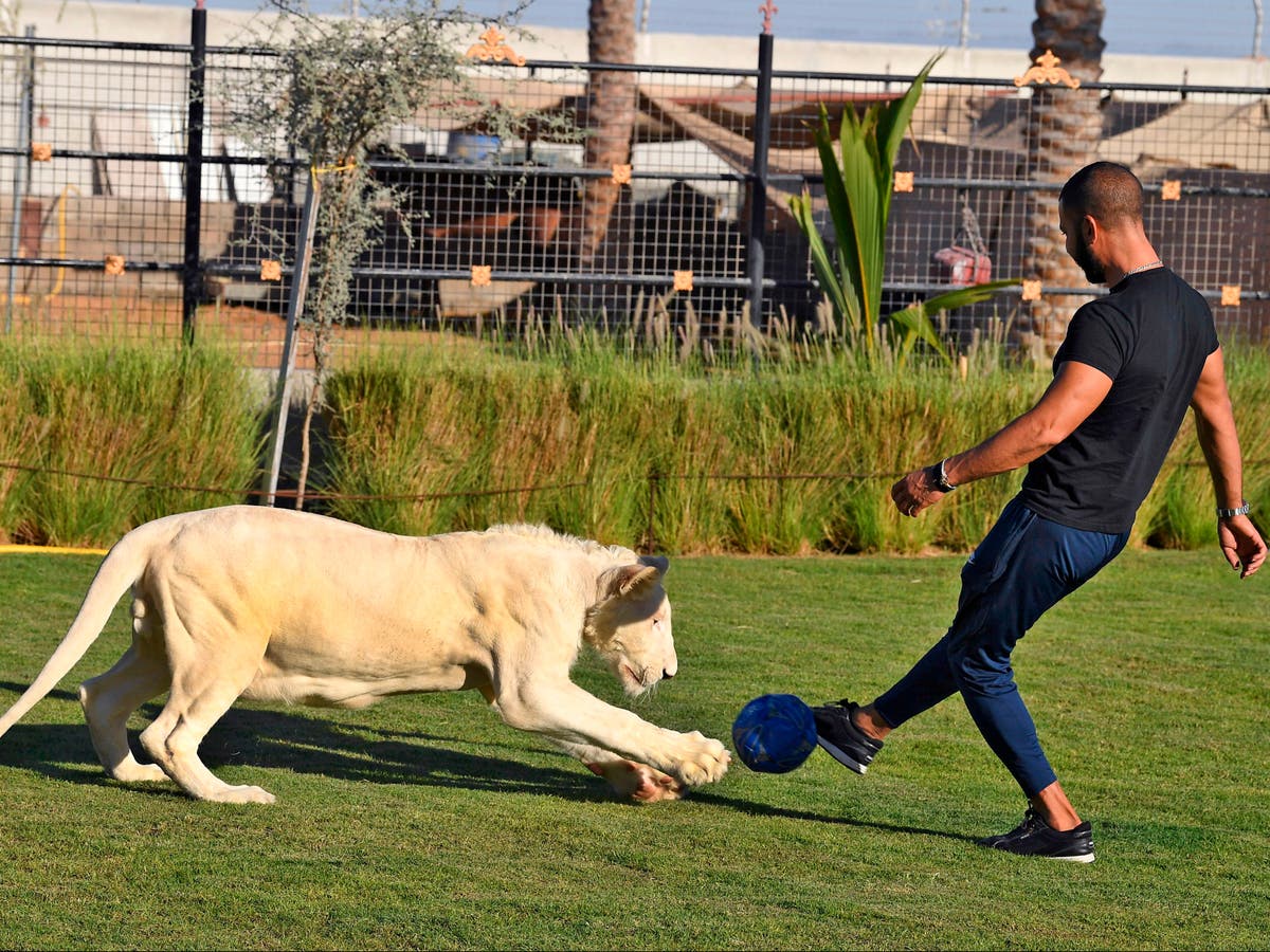 Shot, starved – and prized as status symbols: Dubai's persecuted cats | The  Independent