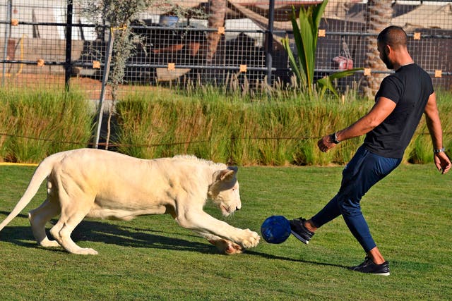 <p>A trainer plays ball with a white lion at the Al-Buqaish private zoo in the Emirate of Sharjah </p>