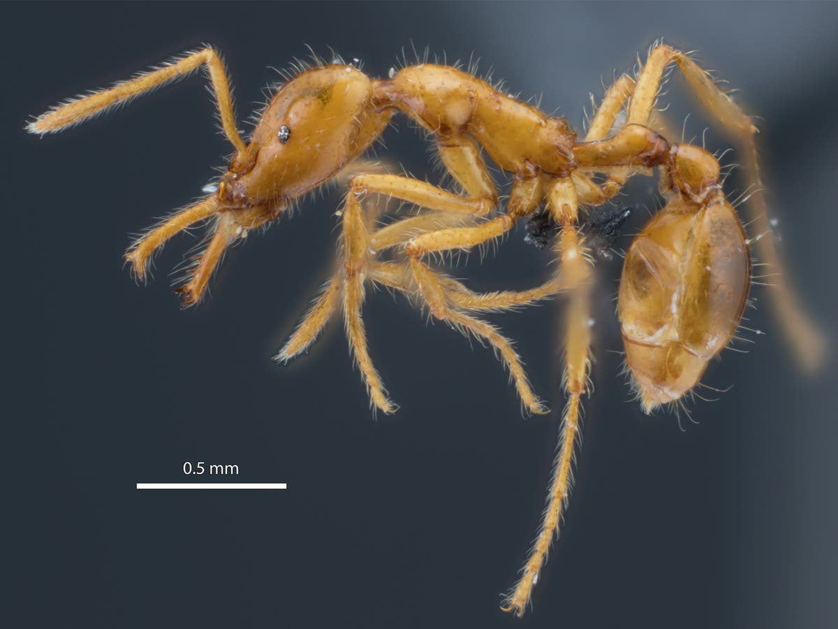 Ant named &lsquo;they&rsquo; to recognise gender diversity 