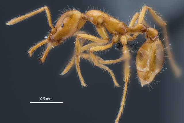 The miniature trap-jaw ant called Strumigenys ayersthey