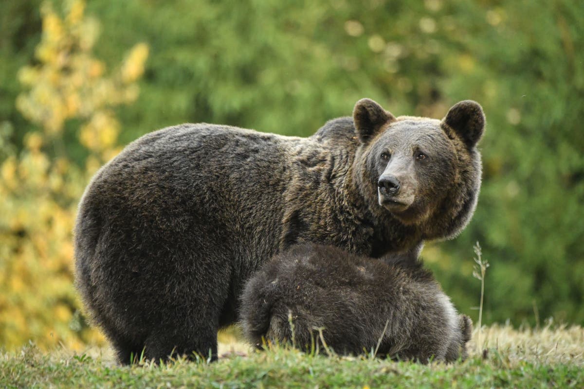 Liechtenstein prince &lsquo;shoots dead Europe&rsquo;s largest bear&rsquo; after receiving permit to kill smaller animal