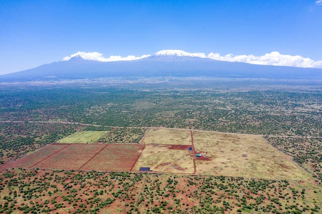 <p>KiliAvo’s farm lies in the middle of an elephant migration path and key Masai grazing area</p>