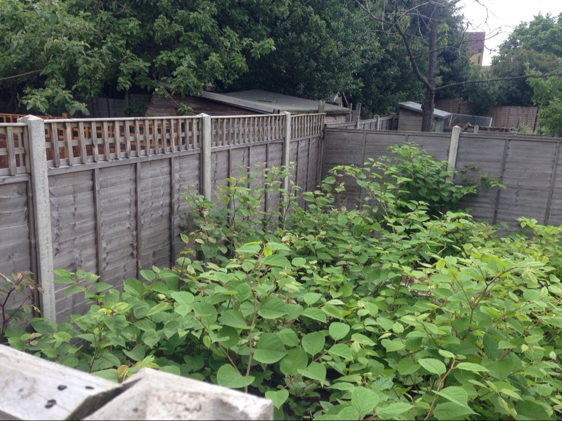 Japanese knotweed is notorious for its habit of growing between brickwork and tarmac, ruining homeowners’ driveways, patios and drains and even lowering house prices by as much as 10 per cent