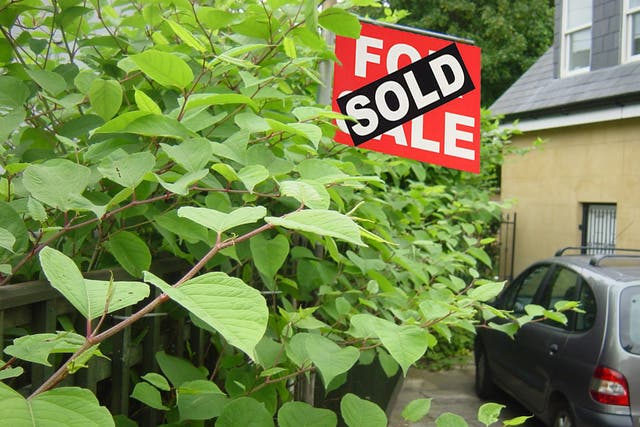 <p>Japanese knotweed encroaching into a driveway</p>