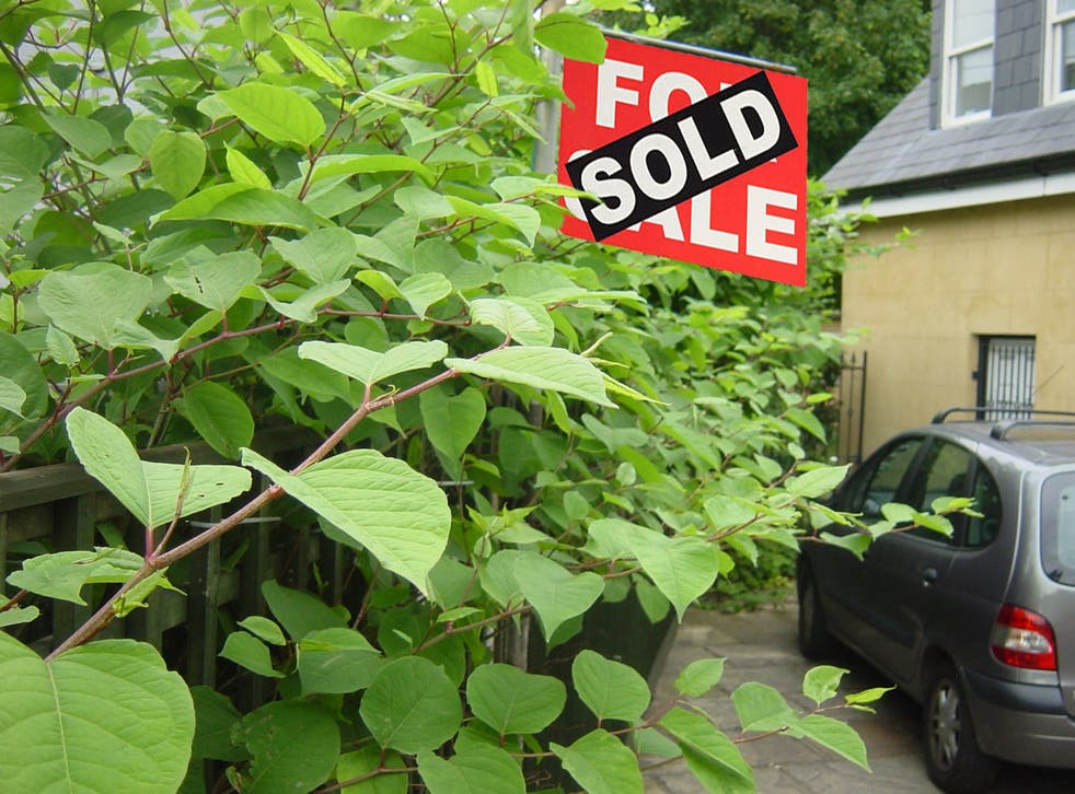 Japanese knotweed encroaching into a driveway