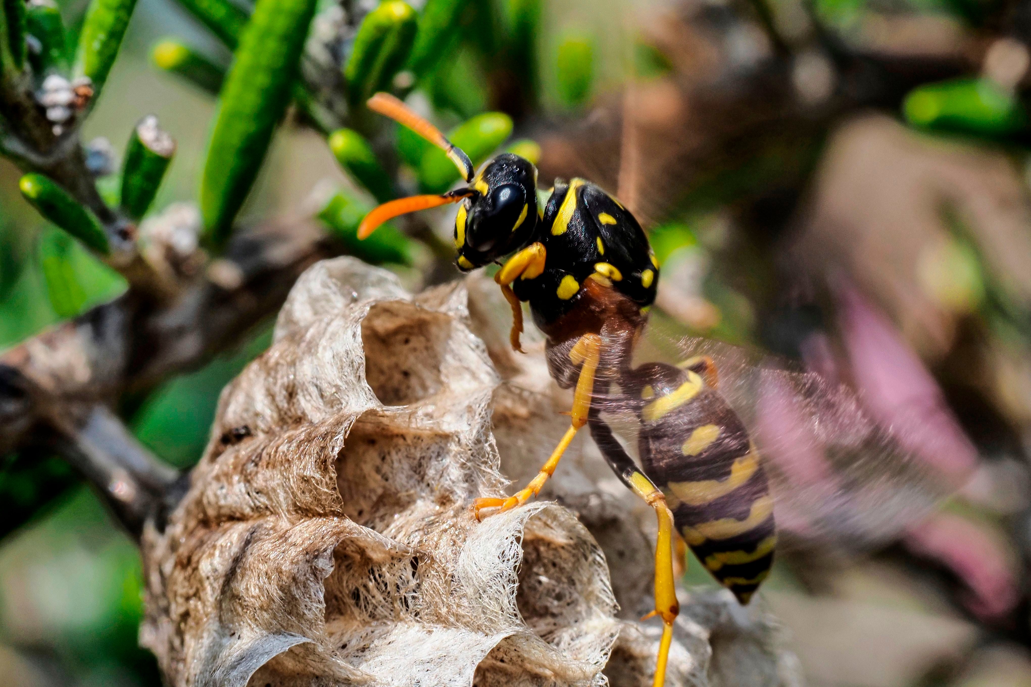 Why should we care about wasps?