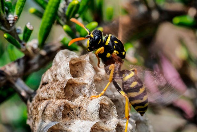 <p>Why should we care about wasps?</p>