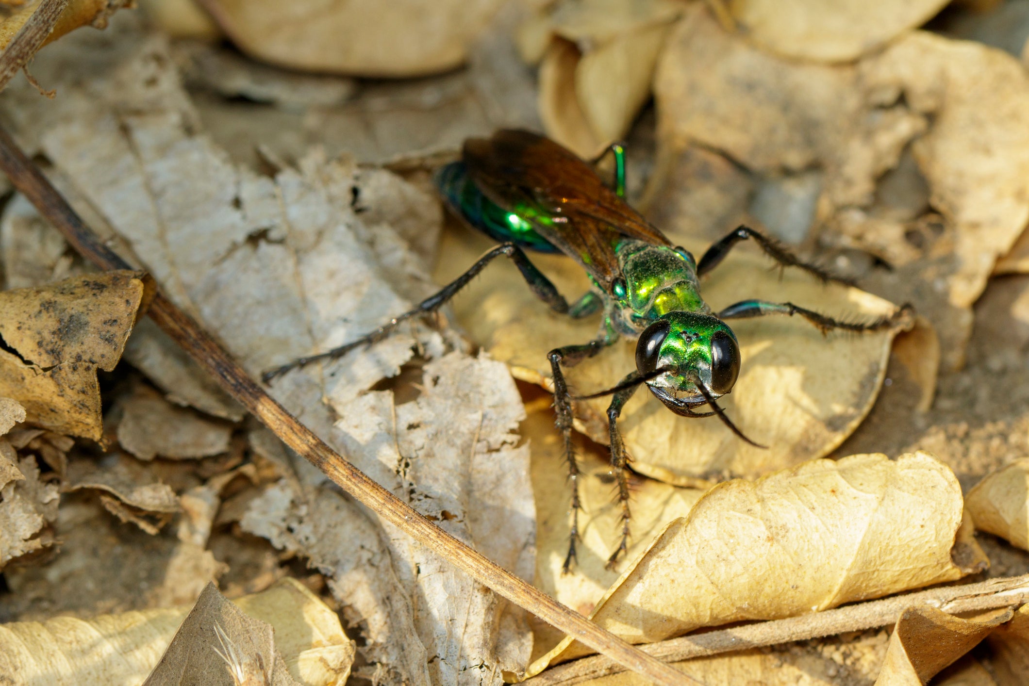 The Emerald jewel wasp, Ampulex compressa , is famous for zombiefying cockroaches