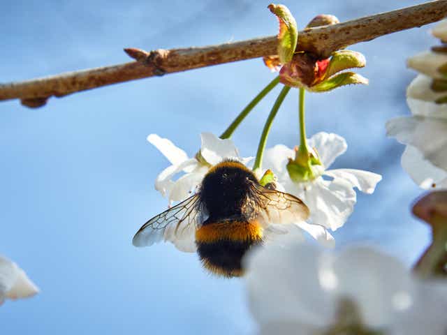 The biggest bees are up at the crack of dawn to find nectar, new research shows