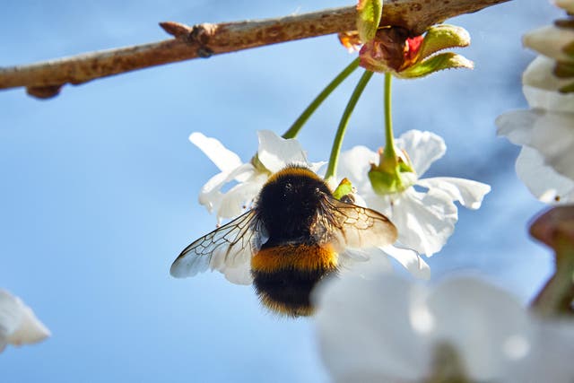 The biggest bees are up at the crack of dawn to find nectar, new research shows