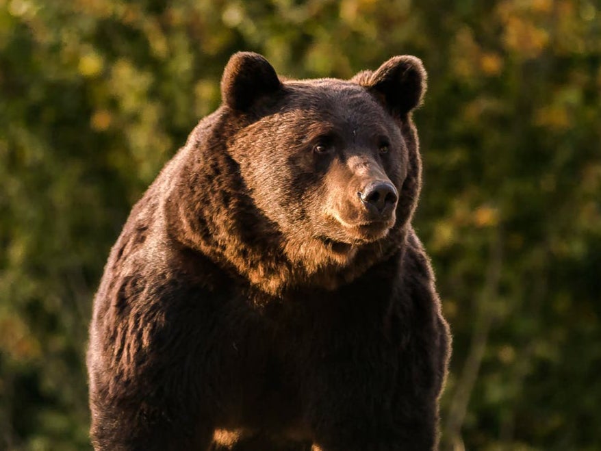 The 17-year-old bear, thought to be the largest in Romania, was killed last month