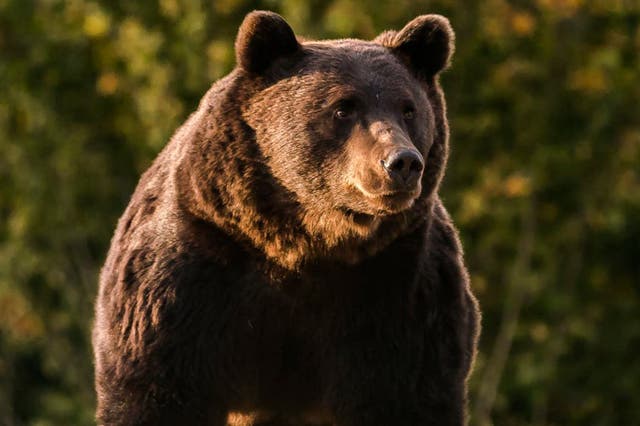 The 17-year-old bear, thought to be the largest in Romania, was killed last month