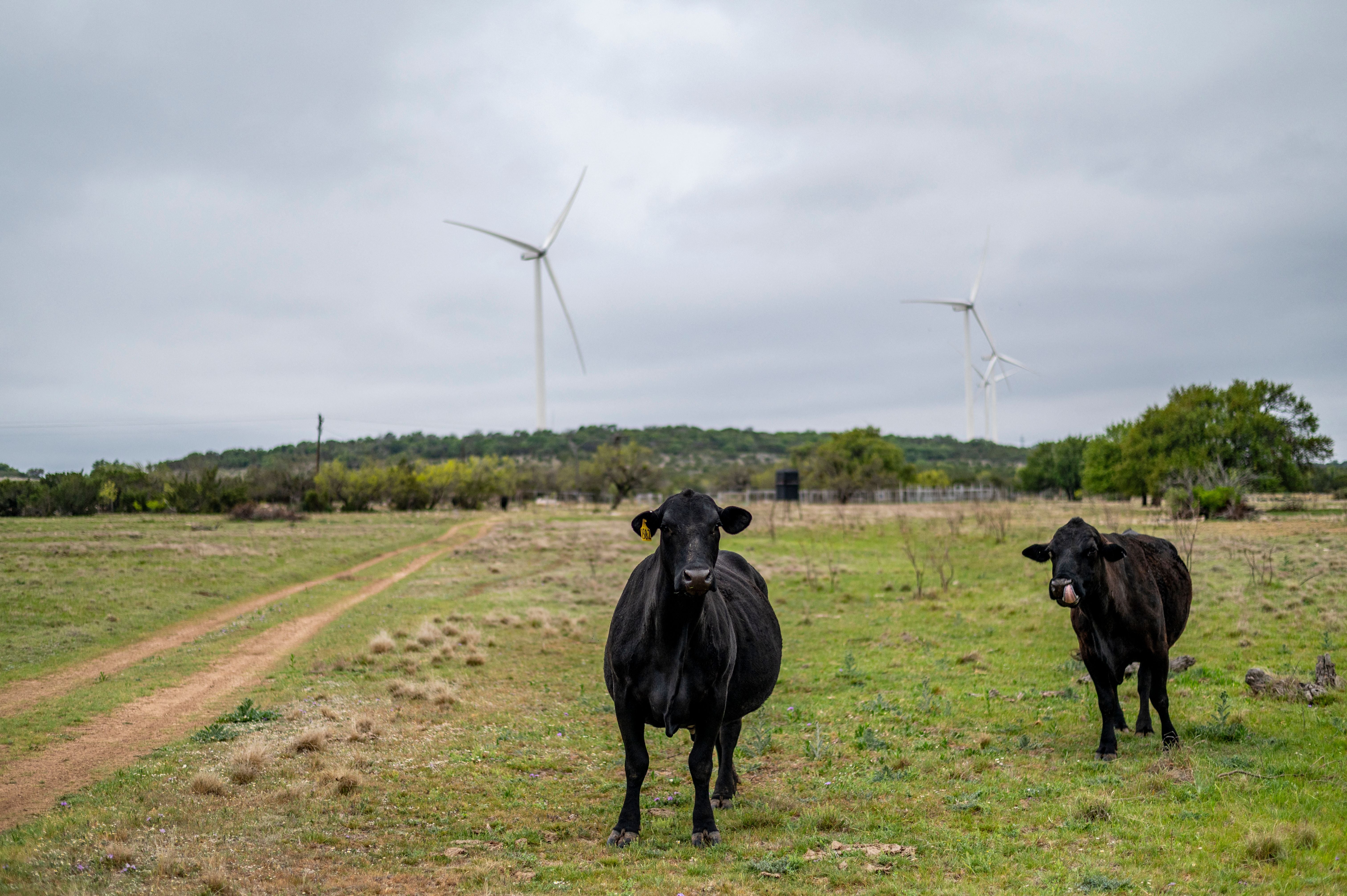 A ranch in Texas where several wind turbines have been built. Cattle farms are a major source of methane