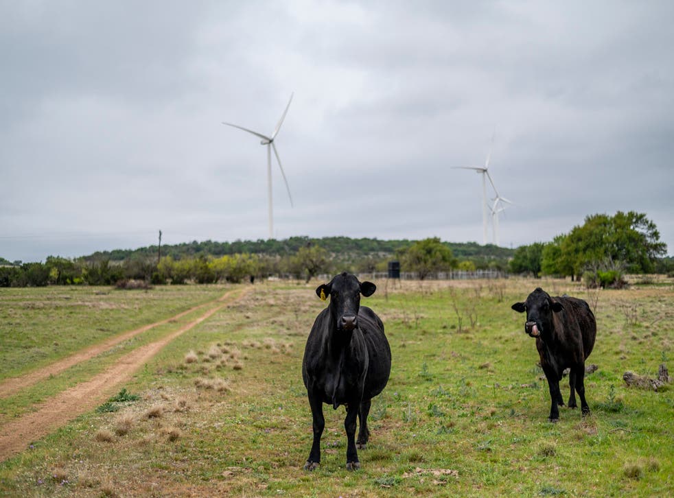 <p>A ranch in Texas where several wind turbines have been built. Cattle farms are a major source of methane </p>