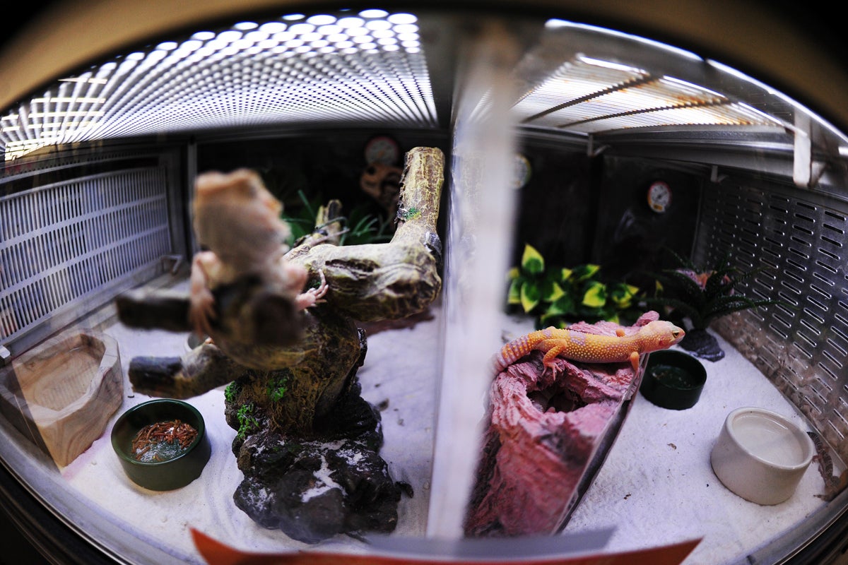 A baby bearded dragon and leopard geckos at a pet store in Maryland