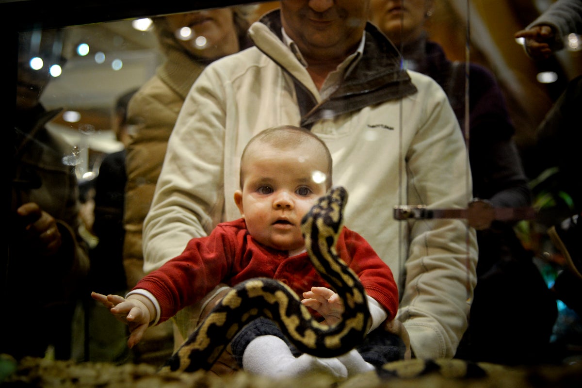 A pet festival in Lisbon: captive snakes are never allowed to stretch out fully, even though it is vital to their wellbeing