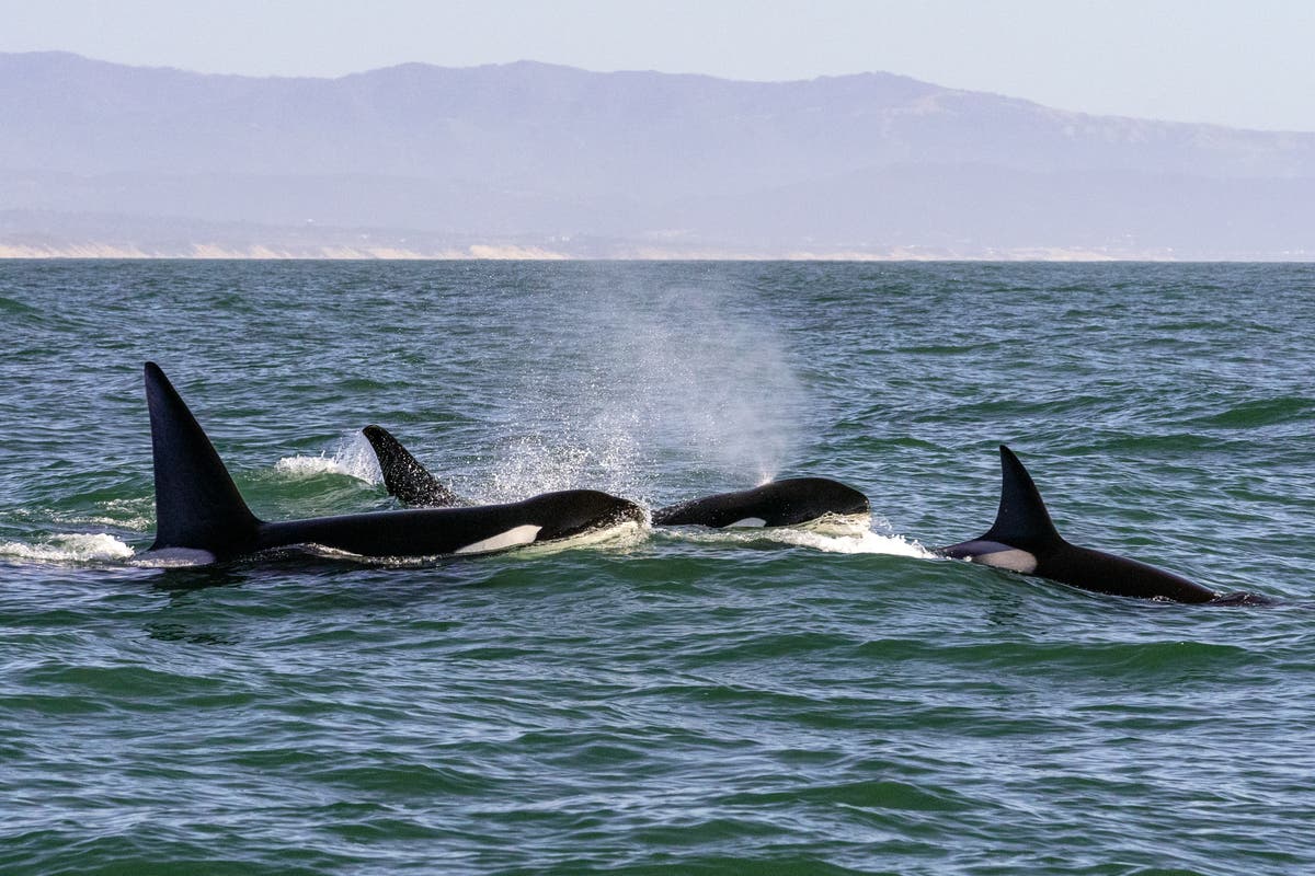 Killer whales have social circles similar to humans, drone study finds