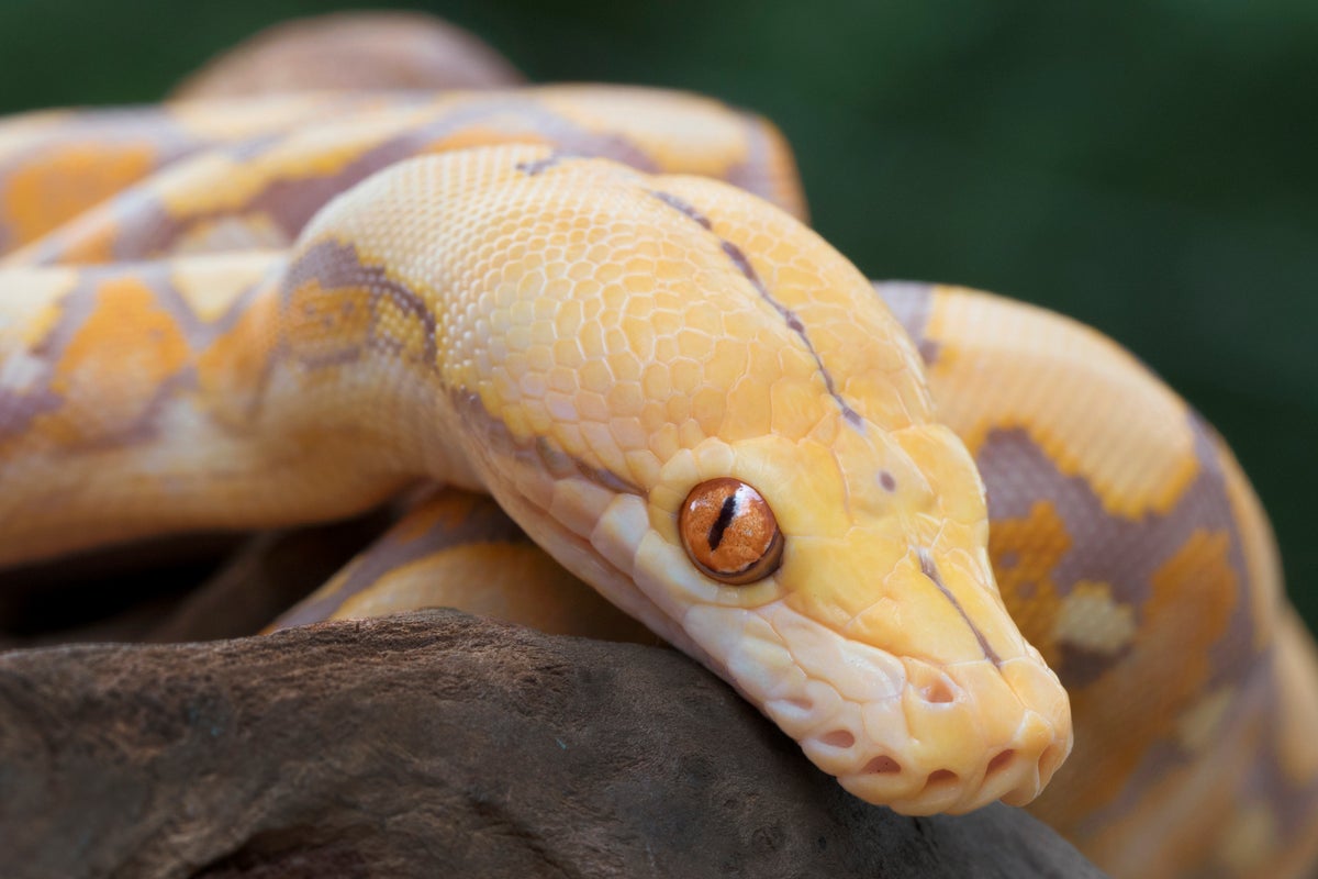 Austrian man bitten by python during visit to the toilet, Snakes