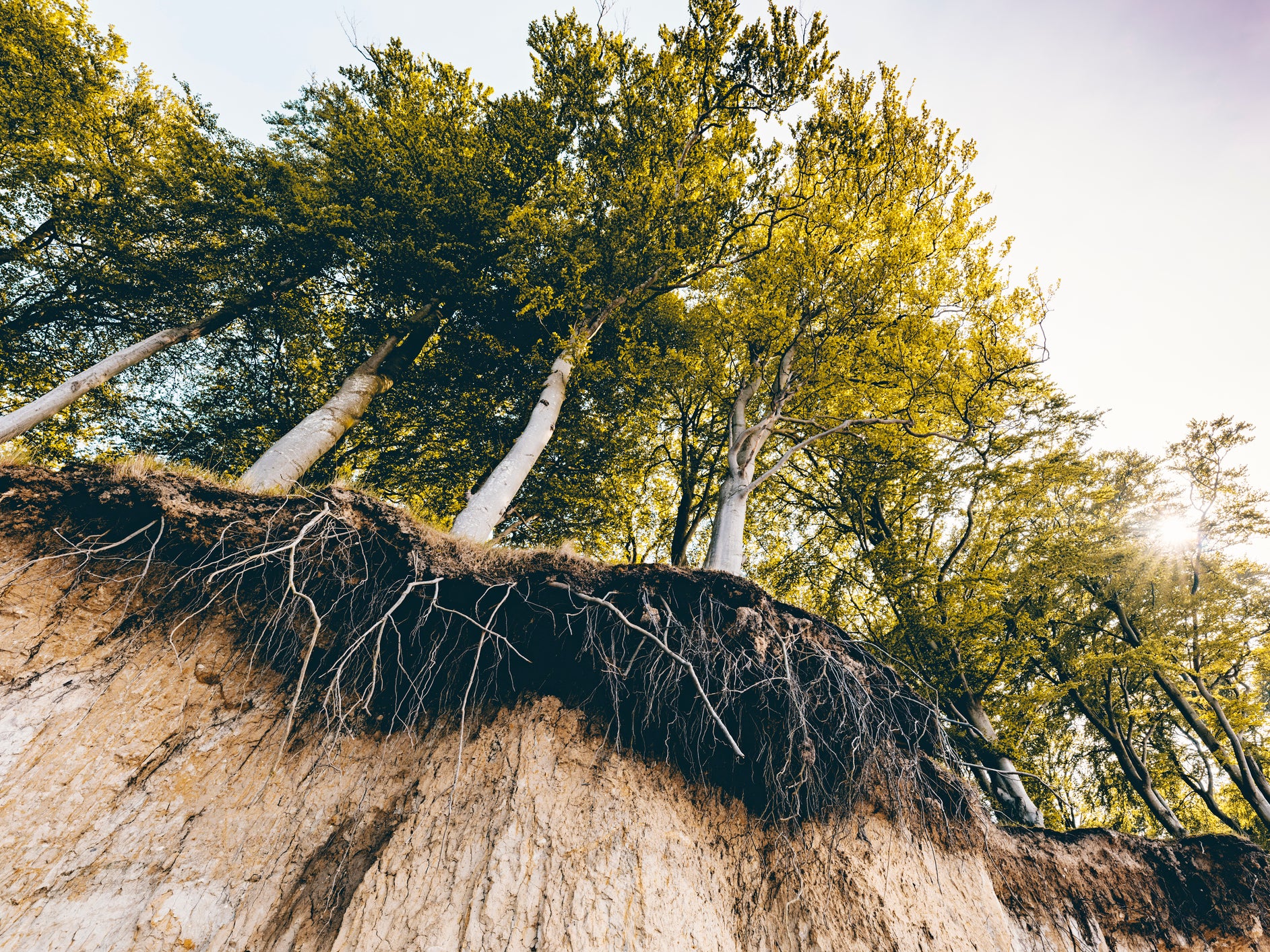 Trees’ roots can graft onto one another to hold each other for physical support and share nutrients