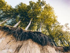 Trees ‘stressed’ by climate crisis work together to form resource-sharing root networks, research suggests