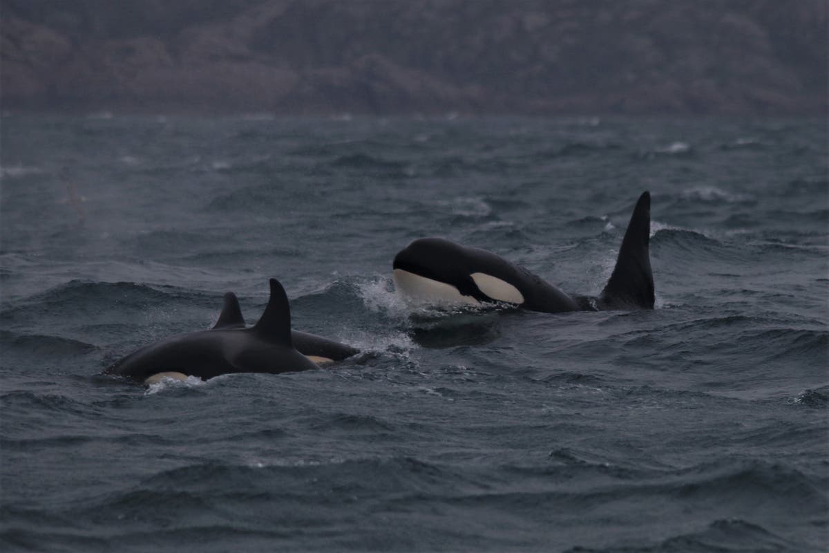 Killer whales spotted off the Cornish coast