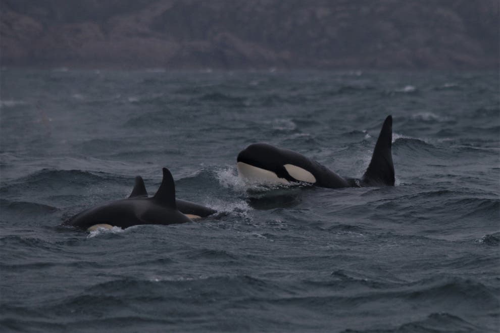 ENVIRONMENT%20Orcas%20%2010135819.jpg?width=990&auto=webp&quality=75