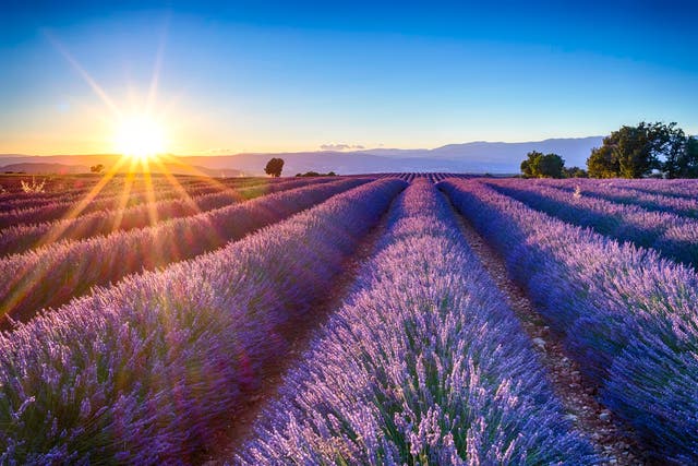 <p>The lavender fields in Provence</p>