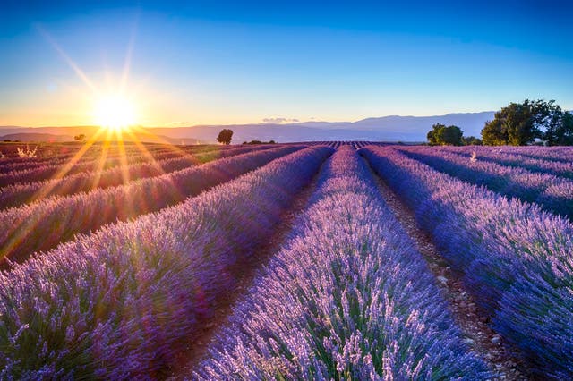 <p>Lavender fields in Provence</p>