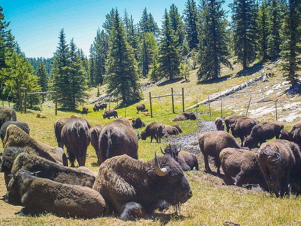 A herd of bison on the North Rim of Grand Canyon National Park