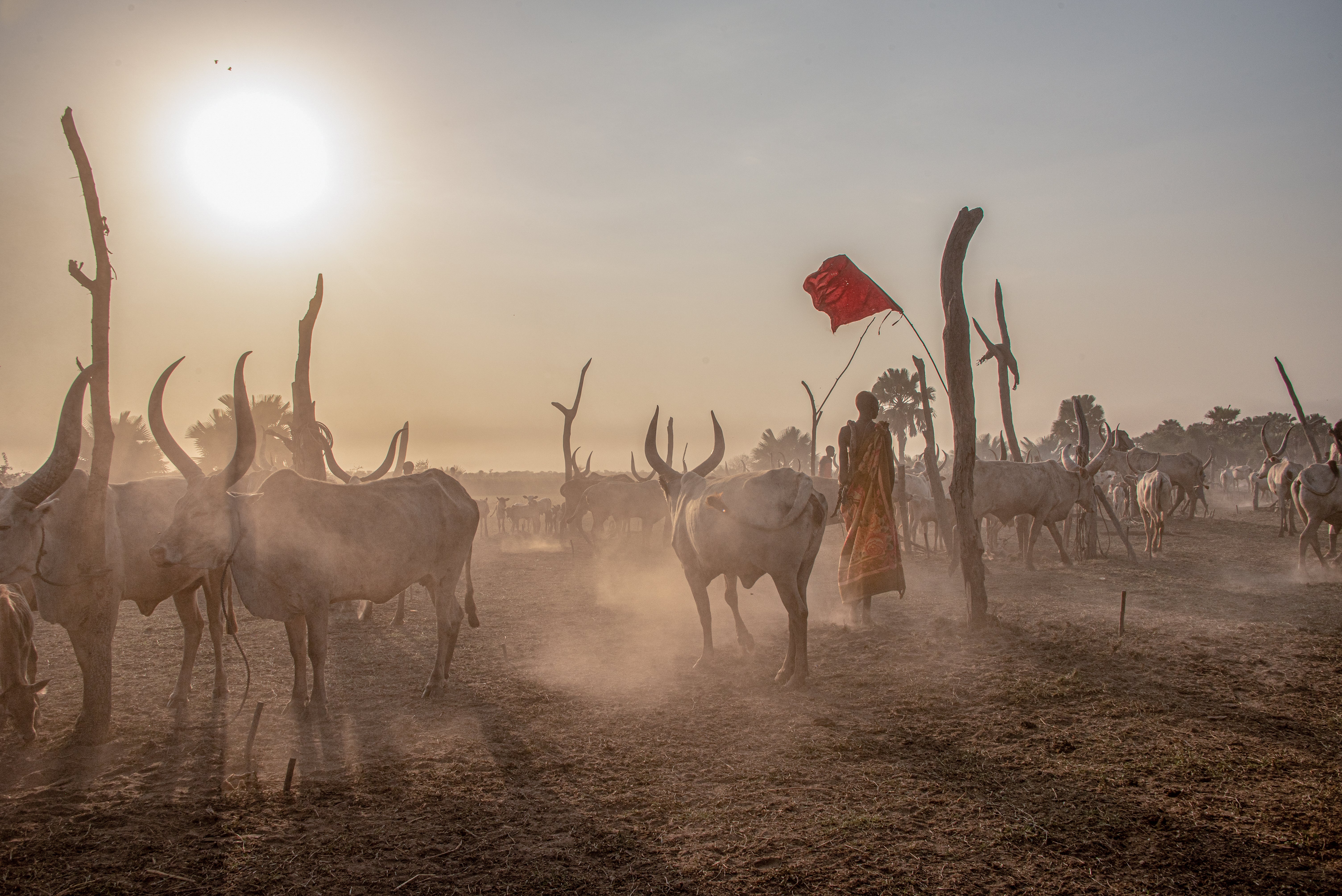 Remote cattle camps can often be subject to raids from neighbouring tribes
