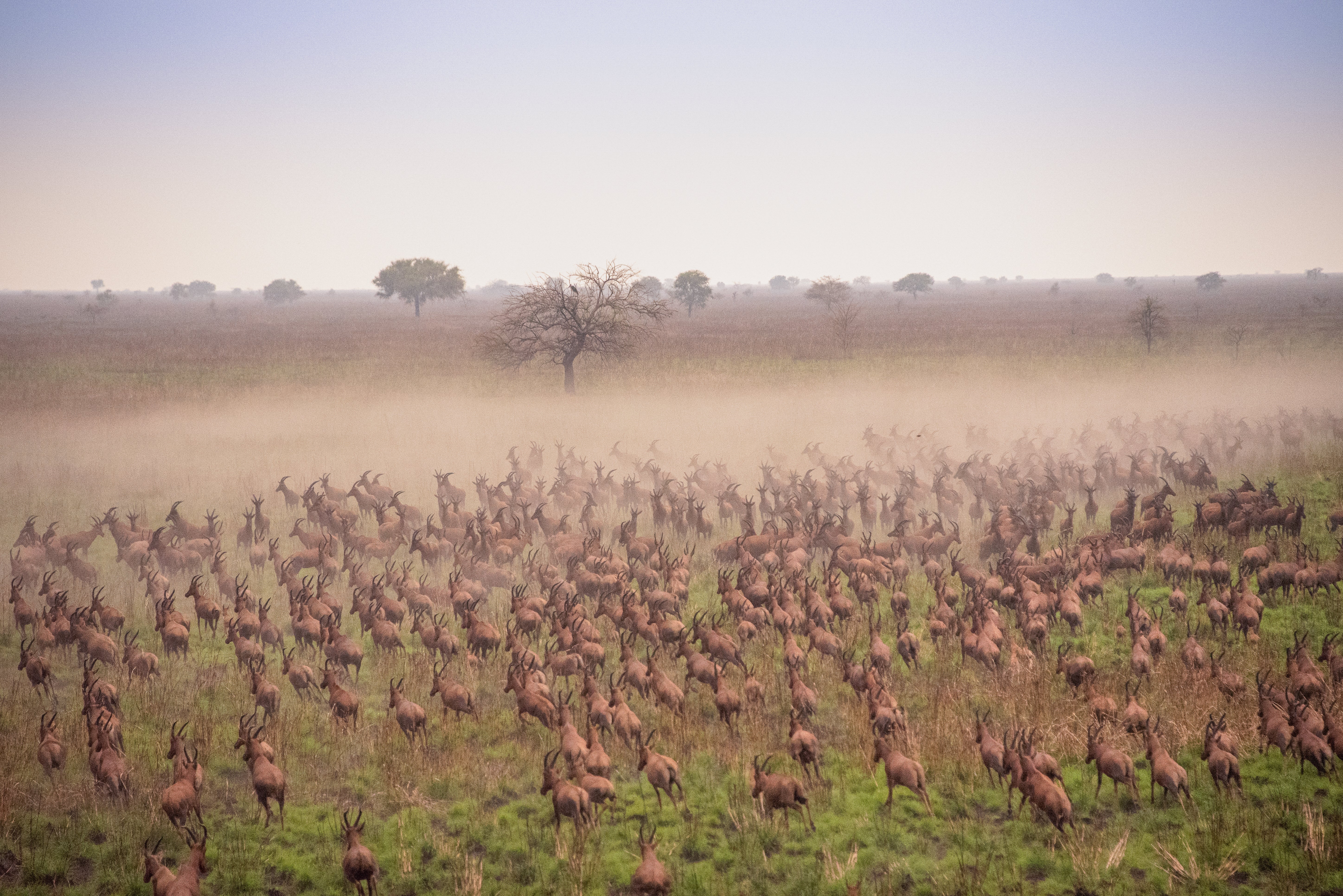 The migration of antelope through South Sudan