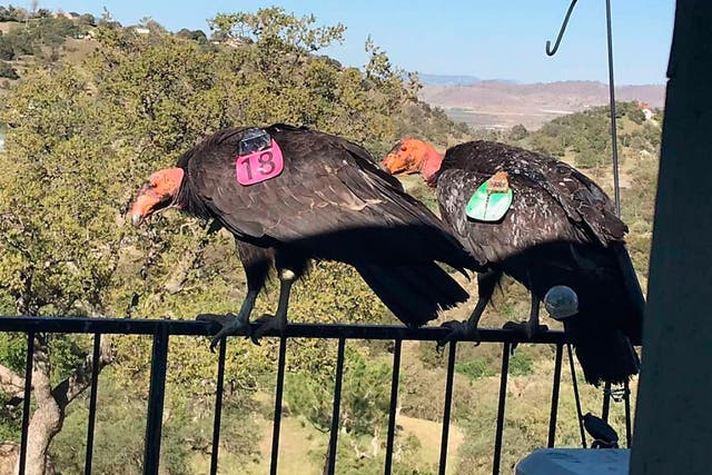 ODD Messy California Condors