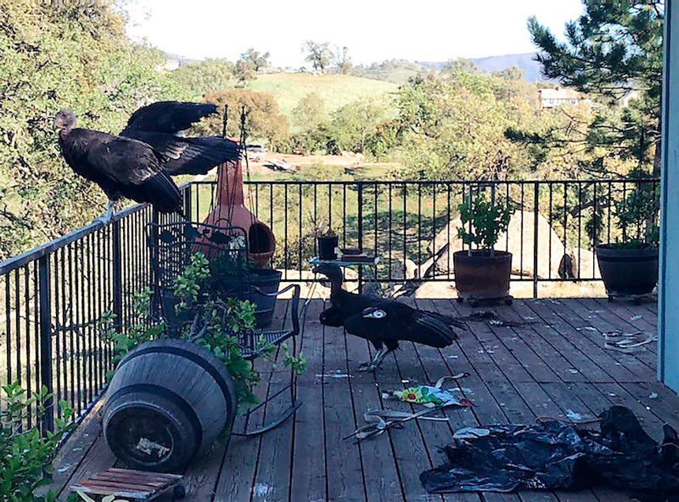 CONDOR DE CALIFORNIA-INVASION