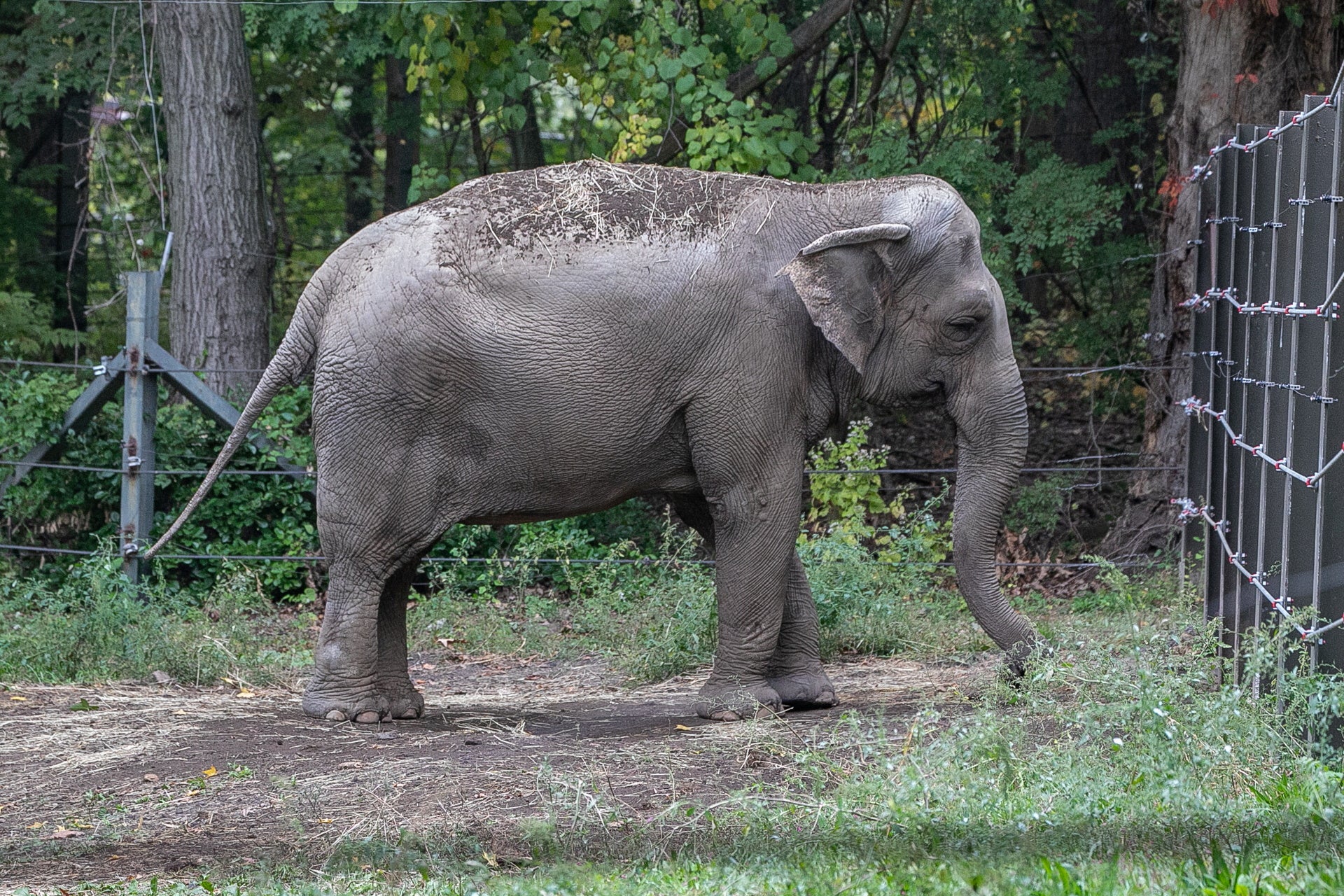 happy-the-elephant-to-become-the-first-non-human-to-make-it-all-the-way