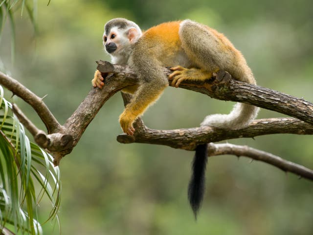 <p>Casford attempted to steal a squirrel monkey in April 2018</p>