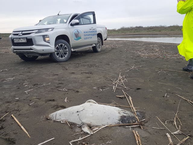 <p>The dead seals have been washed up on the shore over the course of several days </p>