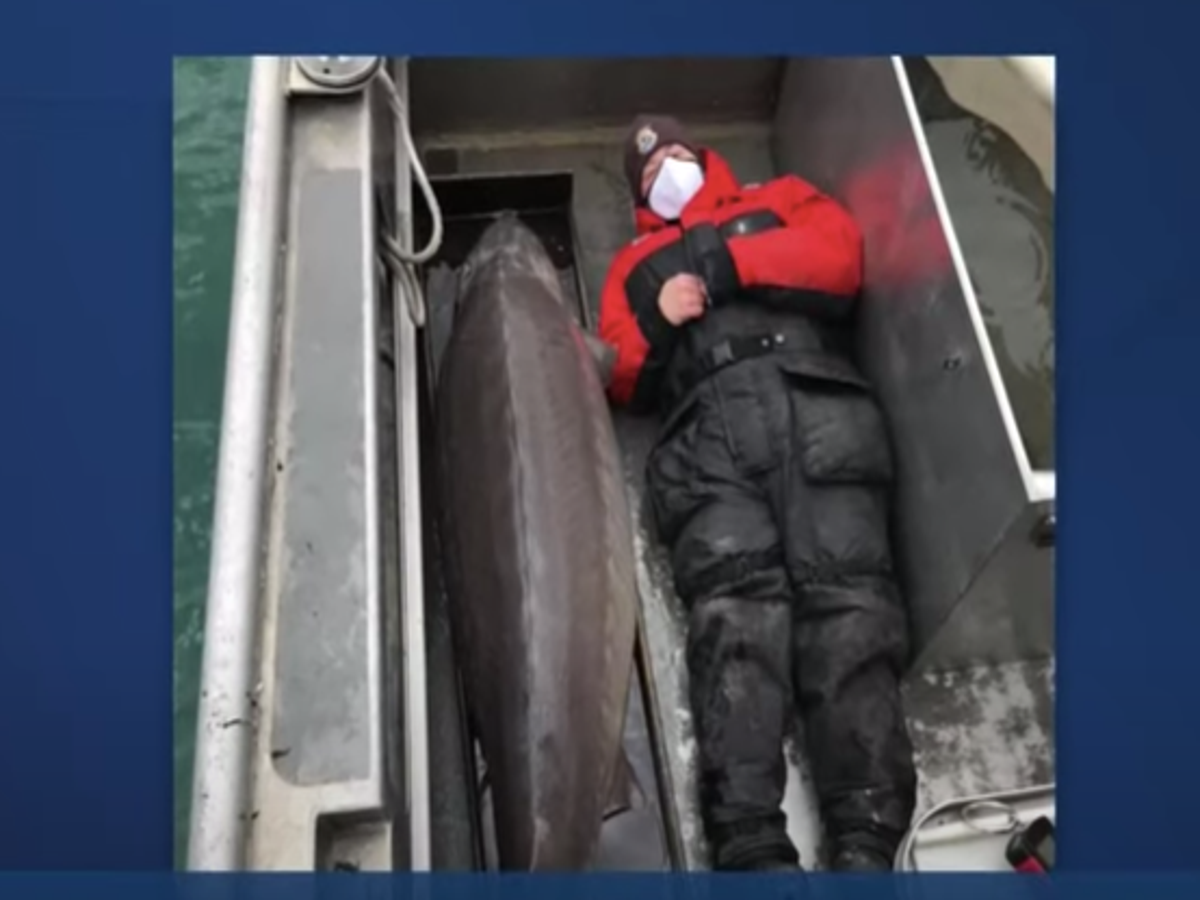 100-year-old giant sturgeon caught in Detroit river