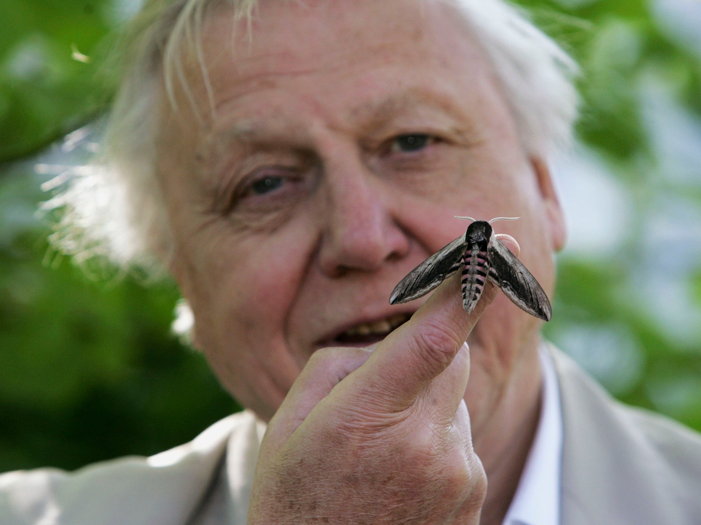 Sir David Attenborough launches the National Moth Recording Scheme at London Zoo on 2 May 2007 in London