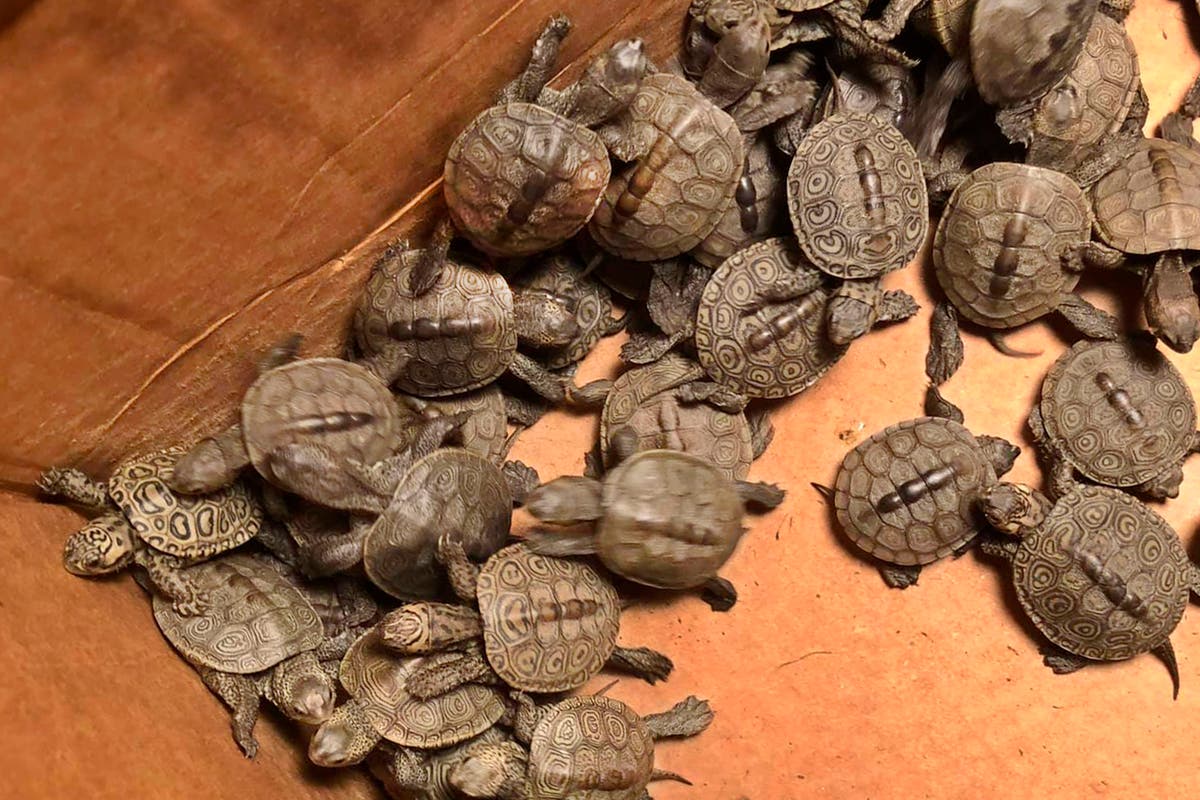 Cowabunga! More than 800 turtles rescued from storm drains