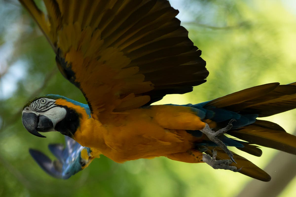 Last wild macaw in Rio is lonely and looking for love