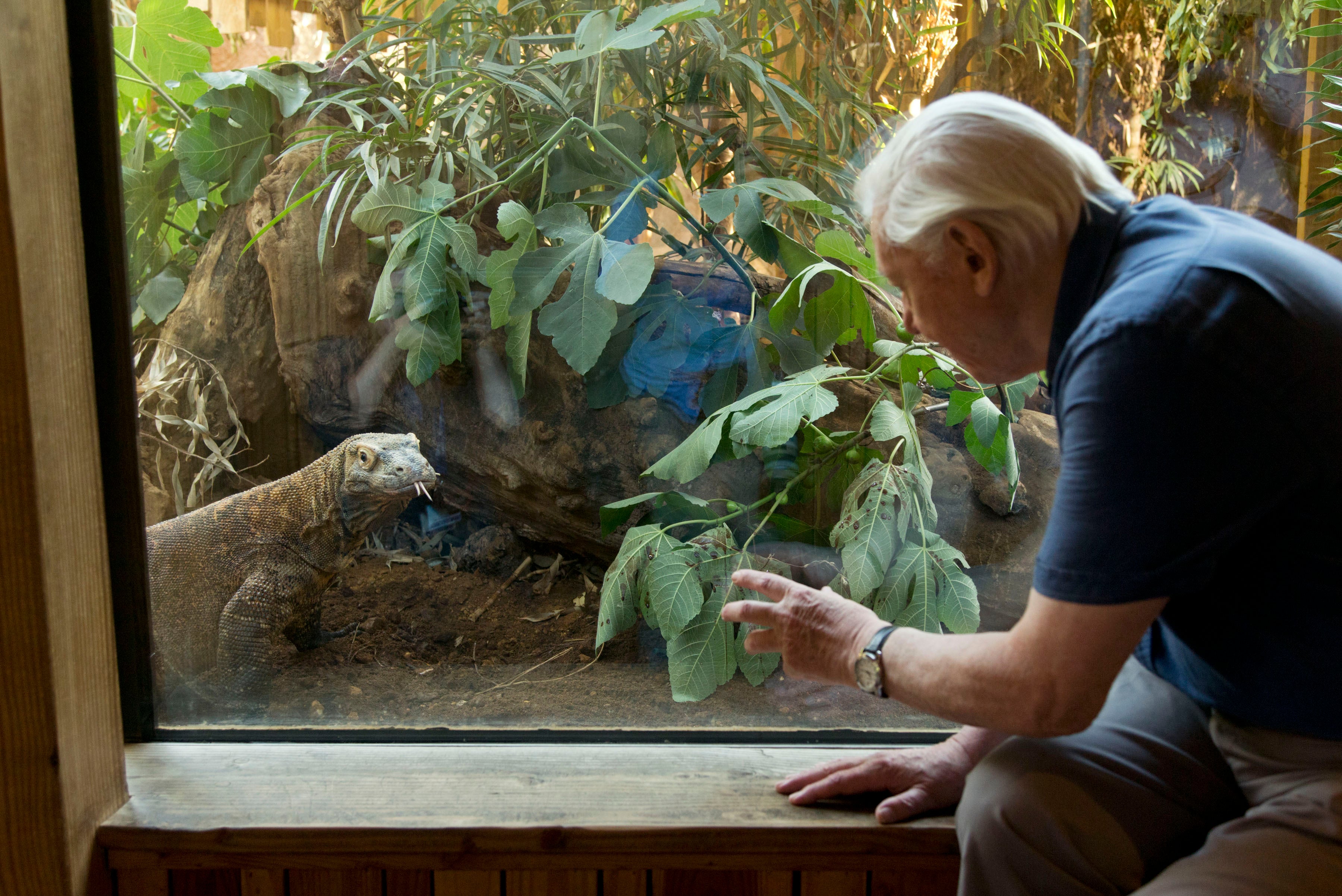 Sir David Attenborough with Ganas, a six year old Komodo dragon at ZSL London Zoo in Regent's Park, London