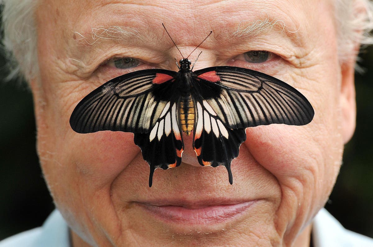 On David Attenborough’s 95 birthday, look at these soothing images of him with animals