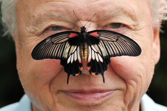 Sir David Attenborough with a south east Asian Great Mormon Butterfly