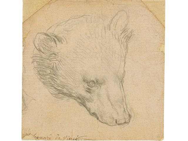 ‘Head of a Bear’ by Leonardo da Vinci