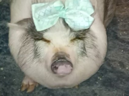 Honey, an emotional support pig, died after the vehicle she was in was stolen in Houston, Texas