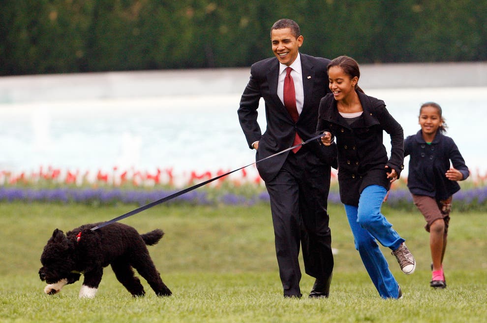 Obama dog Bo, once a White House celebrity, dies from ...